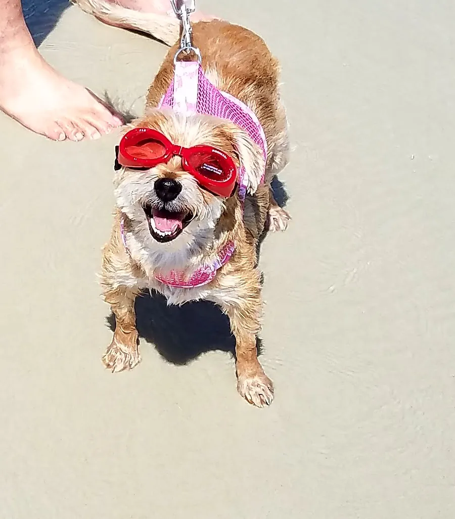 A customer&rsquo;s dog wearing goggles on the beach near St. Augustine