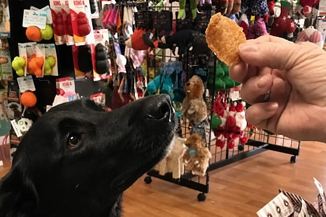 A dog being offered a treat by hand at Paradise Poochie